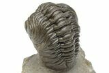 Beautiful Morocops Trilobite - Exceptional Shell Detail #225381-5